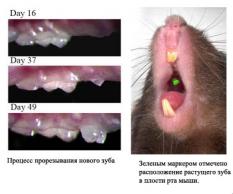 Ученые научились выращивать зубы