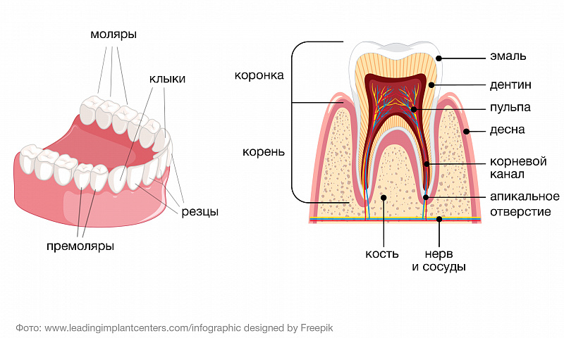 Строение зубов человека