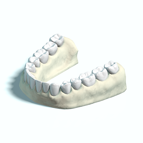 Строение зубов нижней челюсти