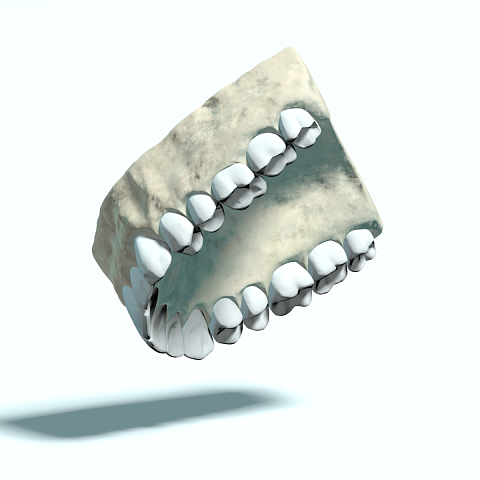 Строение зубов верхней челюсти