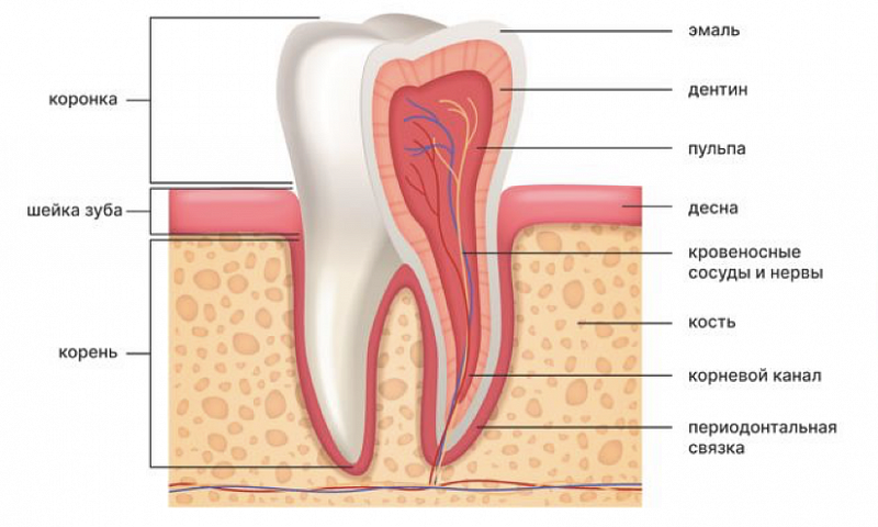 Строение зубов