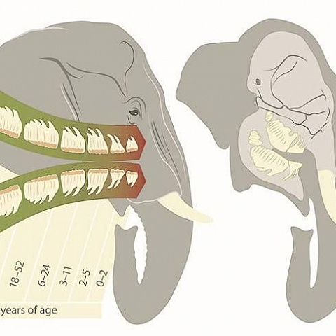 Смена зубов обеспечивает слонам эффект йо-йо