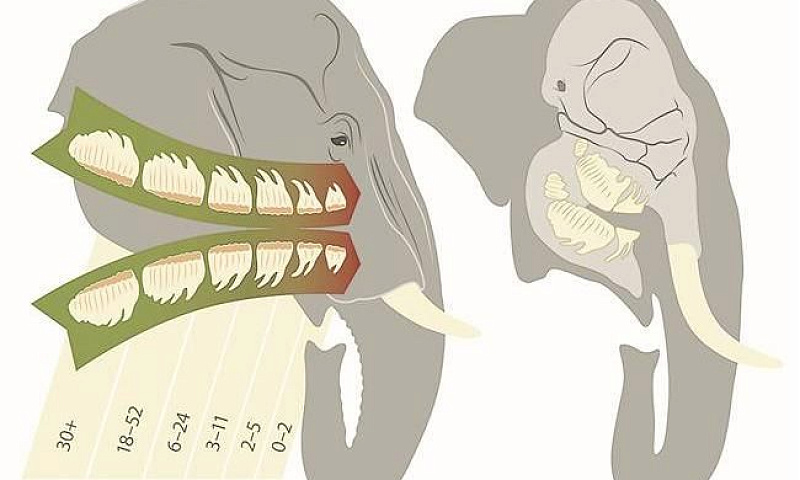Смена зубов обеспечивает слонам эффект йо-йо